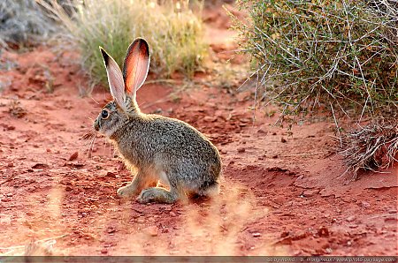 Un-lapin-sur-le-plateau-de-Dead-Horse-Point.jpg