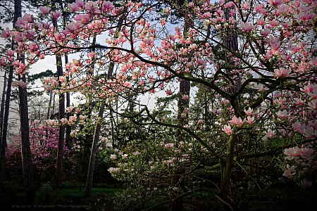 Un-magnolia-en-fleurs.jpg