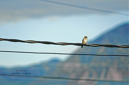 Un-oiseau-sur-un-fil-electrique.jpg