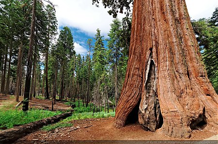 Un-pied-d_un-sequoia-geant.jpg