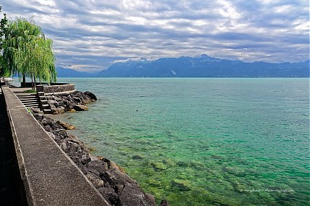 Un-saule-pleureur-au-bord-du-lac-Leman-Lausanne-Suisse.jpg