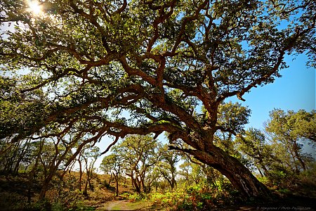 Un-vieux-chene-liege-age-de-400-ans-dans-la-foret-landaise.jpg