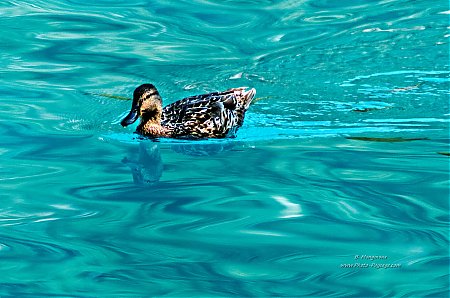 Un_canard_dans_une_eau_bleu_turquoise.jpg