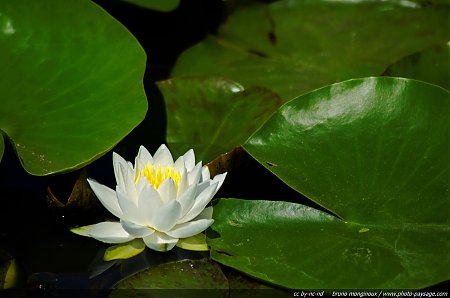 Un_nenuphar_blanc_dans_un_bassin_-_04.jpg