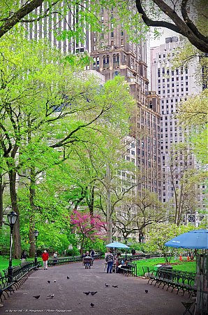 Une-allee-du-sud-de-Central-Park.jpg