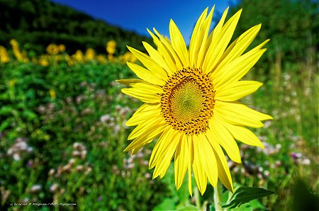 Une-fleur-de-tournesol-photographiee-sur-le-plateau-de-Valensole.jpg