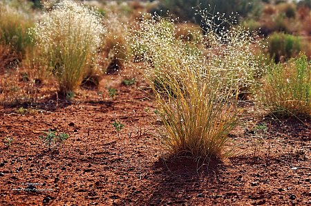 Une-touffe-d_herbe-dans-le-desert.jpg