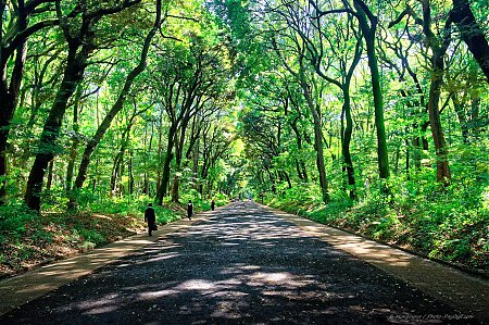 Une_allee_boisee_menant_au_sanctuaire_Meiji-jingu.jpg