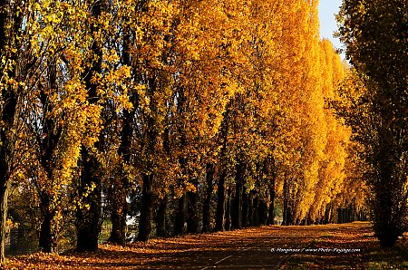 Une_allee_de_peupliers_en_automne.jpg