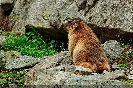 Une_marmotte_sur_un_rocher.jpg