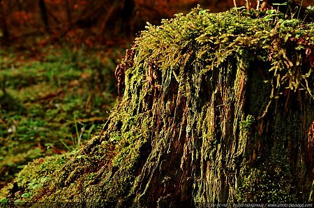 Une_vieille_souche_d_arbre.jpg