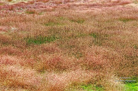 Vegetation-dans---Norris-geyser-basin---Yellowstone.jpg