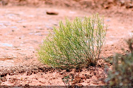 Vegetation-desert-National-Park---5.jpg