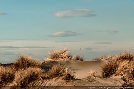 Vegetation_dunaire_sur_la_plage_de_l_Espiguette.jpg