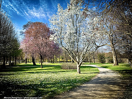Vienne-arbres_en_fleurs-IMG_4784.jpeg