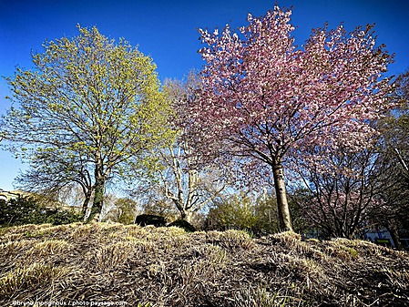 Vienne-parc-arbre_fleurs-IMG_4714.jpeg