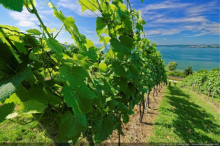 Vignes-au-bord-du-Lac-de-Constance.jpg