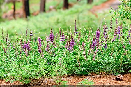 Yosemite---Fleurs-sauvages-dans-la-foret-de-Mariposa-Grove.jpg