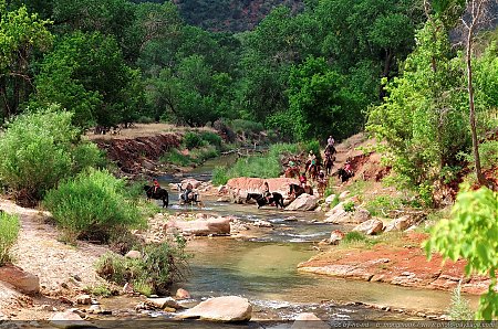 Zion---Traversee-a-cheval-de-la-Virgin-River.jpg