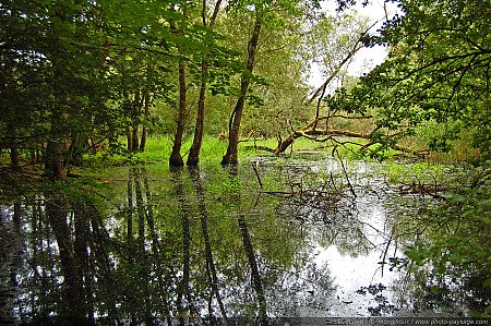 Zone-humide-au-bord-du-Lac-du-Der.jpg