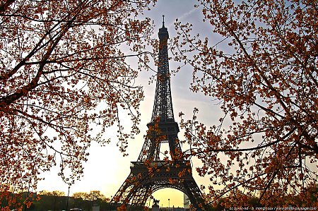 arbres-et-tour-eiffel.jpg