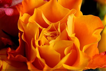 bouquet-de-roses-02.jpg