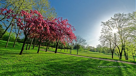 cerisier-en-fleurs-fond-d_ecran.jpg