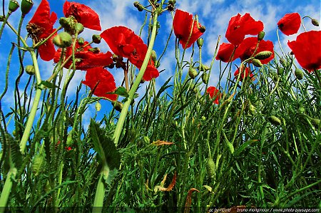 champs-de-coquelicots-01.jpg