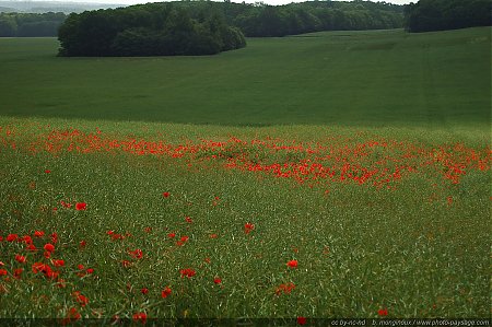 champs-de-coquelicots-06.jpg