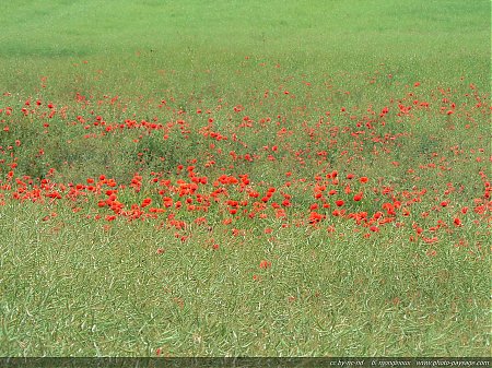 champs-de-coquelicots-07.jpg