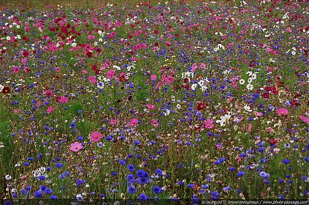 Accueil Images De Nature Fleurs Photo Paysagecom