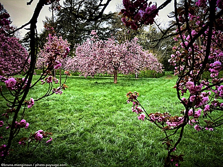 cherry_tree_blossom-hanami-sceaux.jpeg