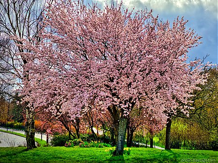 equinoxe_de_printemps-arbre_en_fleurs.jpeg