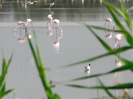 flamands-roses-01.jpg