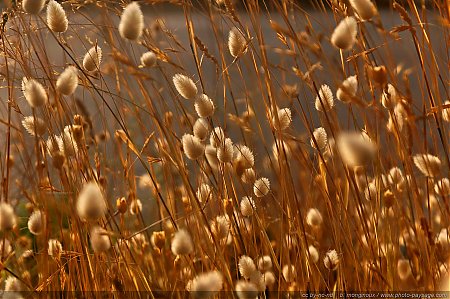 fleurs-de-provence.JPG