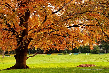 hetre-en-automne-parc_montsouris-03.jpg