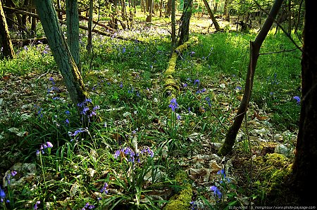 jacinthes-bleues.jpg