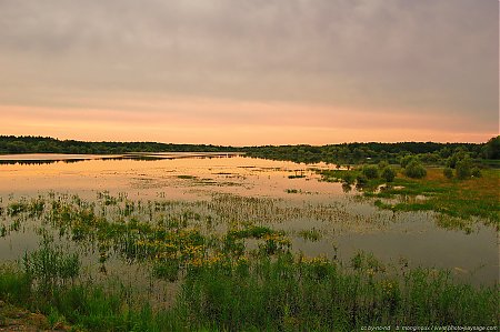 marecages-lac-du-der-88.jpg