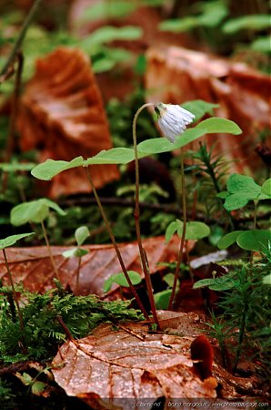 oxalis_des_bois_en_fleurs.jpg