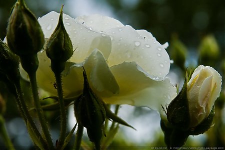une-belle-rose-sous-la-pluie-5.jpg